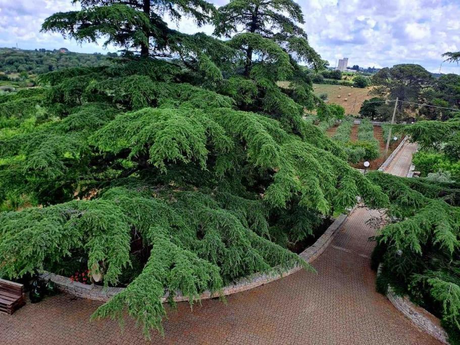Casina Foggia Dell'Albero Apartman Putignano Kültér fotó